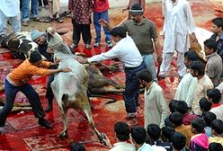 Krwawe święto muzułmanów