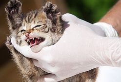 Jak minął tydzień w Polsce