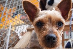 Jak minął tydzień w Polsce