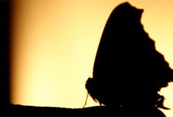 Najpiękniejsze, bo polskie