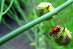 Wspaniały czas wakacji
