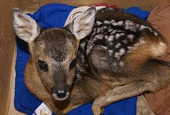 Jak minął tydzień w Polsce