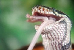 Połknął swą ofiarę w całości