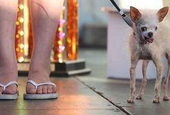 Tak brzydkich psów jeszcze nie widziałeś!