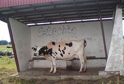 Dziwne pamiątki z wakacji