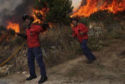 Płoną hektary lasów