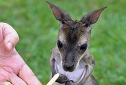 Cruchot - uroczy mały kangur
