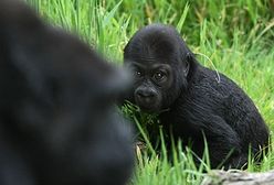 Gorylątko poznaje świat