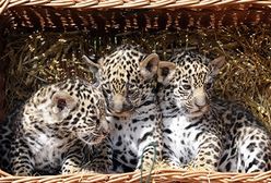 Mały cud w berlińskim zoo