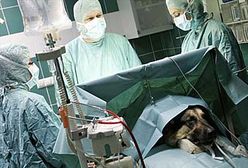 "Irasiad" na stole operacyjnym