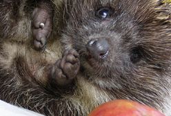 Kolczasty gość ogrodowy