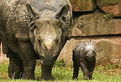 Mały nosorożec w niemieckim zoo