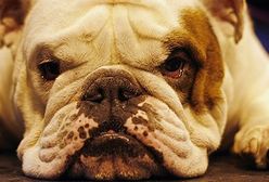 Wystawa psich piękności