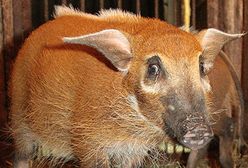 Świnia rzeczna - wdzięczny zwierzak!