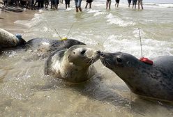 Pięć nowych foczek w Bałtyku
