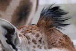 Najzabawniejsza grzywka w Opolu