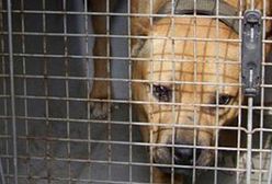 Nielegalne walki psów