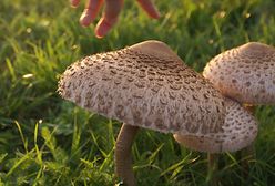 Pierwsze grzybobranie