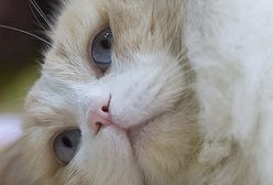 Przyjaciele o magicznym spojrzeniu