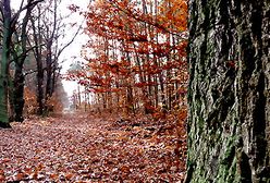 Liście lecą z drzew