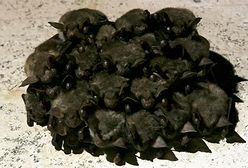 Zahibernowały się na zimę