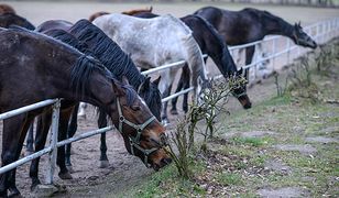 W paszy dla koni w Janowie był antybiotyk, ale w dozwolonej ilości. Marek Trela dla WP: obecnego prezesa nie można winić za śmierć klaczy