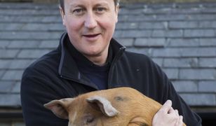 Jakub Majmurek: świńska sprawa establishmentu