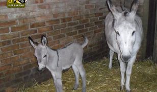 Poznaniacy głosują na imię dla osiołka poczętego po "seksaferze" w zoo