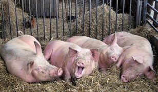 Fabryki organów. Ludzkie narządy w ciele świni