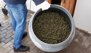 CBŚP zlikwidowało na Lubelszczyźnie profesjonalną uprawę haszyszu. Zabezpieczono też 42 kg marihuany