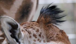 Najzabawniejsza grzywka w Opolu