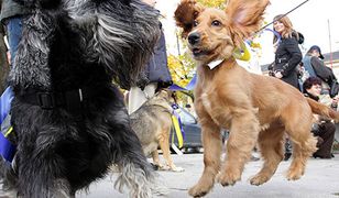 Parada zwierząt w Kielcach