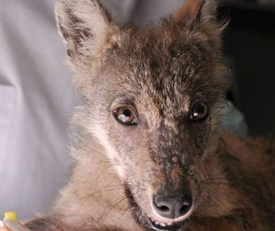 W poznańskim zoo powstanie wybieg dla wilków