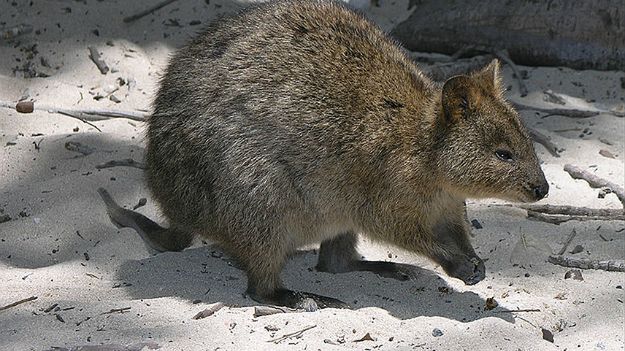 Quokka australijska z rodziny kangurowatych