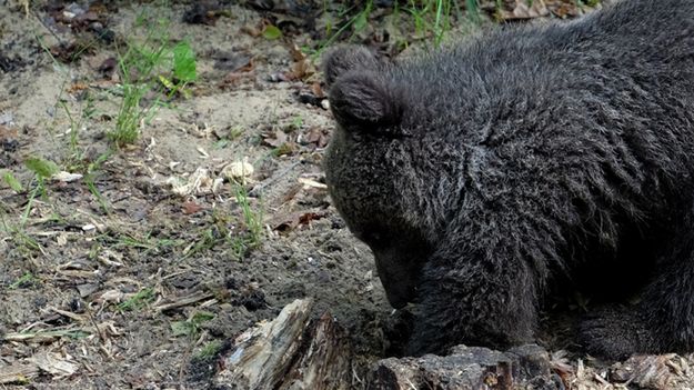 Młoda niedźwiedzica w swoim azylu w niedźwiedziarni poznańskiego zoo