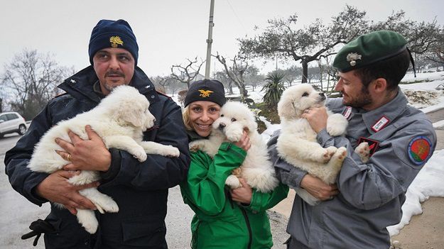 Psy uratowane spod lawiny w Rigopiano