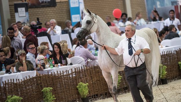 Klacz Pistoria z SK Michałów sprzedana za 625 tys.