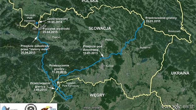 Niebieską linią zaznaczono wędrówkę niedźwiedzia Iwo