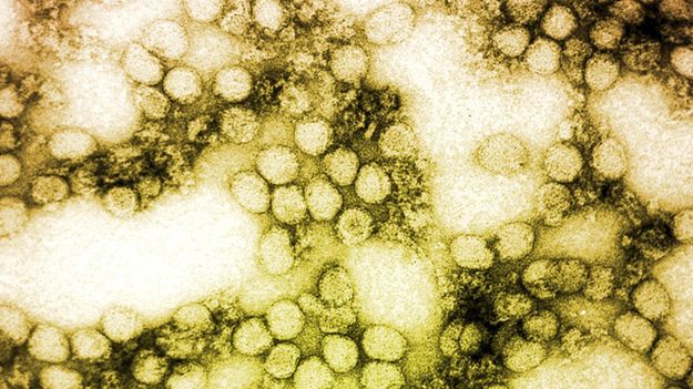 Wirus żółtej febry