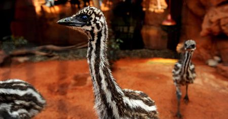 Narodziny małych emu