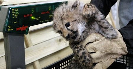 Ile waży gepard?
