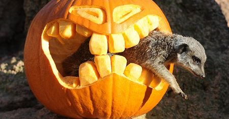 Halloween w zoo