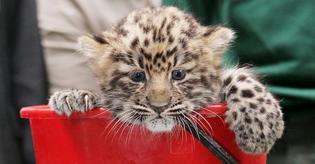 Samica leoparda amurskiego