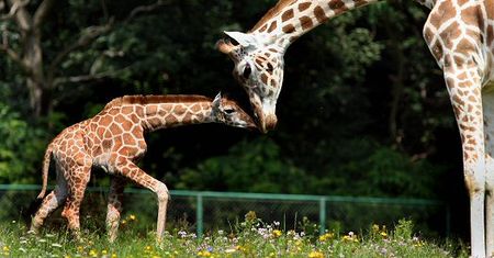 Maleństwo z poznańskiego zoo