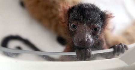 Lemurki wari