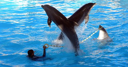 Sztuczki w delfinarium