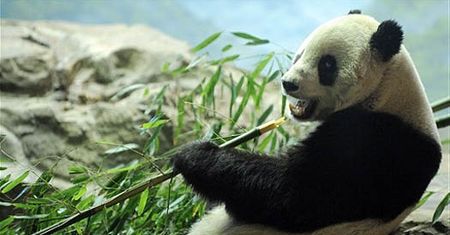 Panda jedzie do Chin