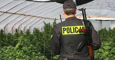 Plantacja jak w Kolumbii