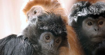 Nowe małpki w gdańskim zoo