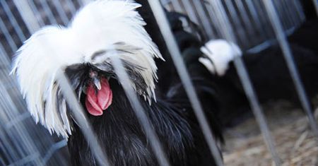 Kury też mogą być ozdobne